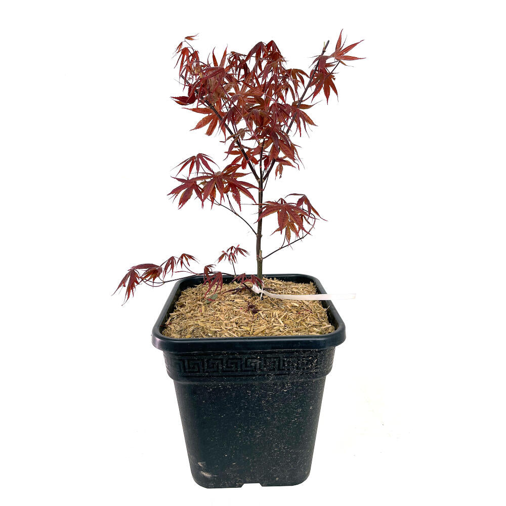 Acer Palmatum Atropurpureum 11lt 50cm_0