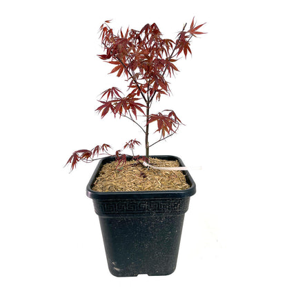Acer Palmatum Atropurpureum 11lt 50cm_0