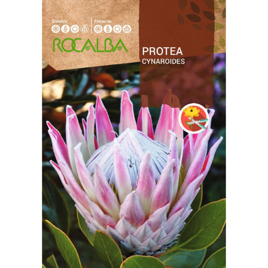 Sementes de Protea Cynaroides