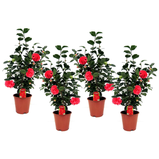 Rosa Japonesa - 4 Pzs - Camellia Japonica 'lady Campbell' - A60-70cm - ⌀19cm_0