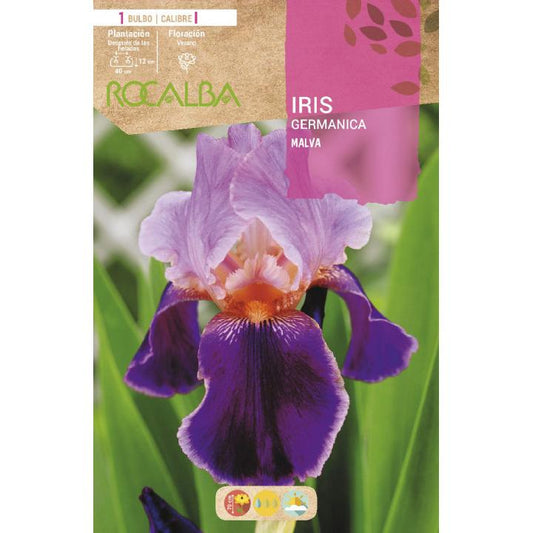 Bulbo Iris Germanica Malva 1 unidade (I)