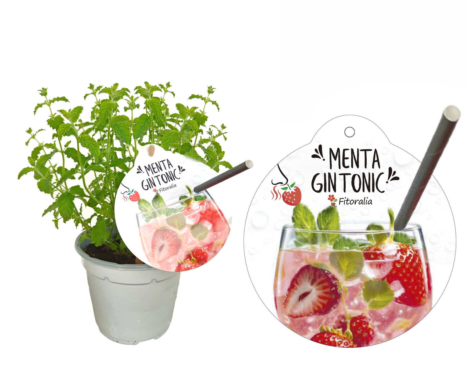 Menta Gin Tonic Natural En Maceta 14 Cm. - Fitoralia_0
