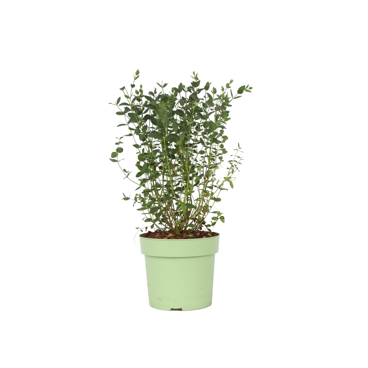 Eucalipto - Eucalyptus Parvifolia 'oliva' - Altura 40-50cm - ⌀19cm_0