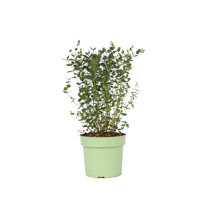 Eucalipto - Eucalyptus Parvifolia 'oliva' - Altura 40-50cm - ⌀19cm_0