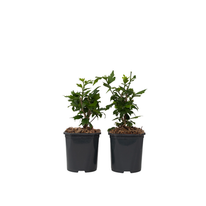 Rosa De Siria Azul - 2 Pzs - Hibiscus 'oiseau Blue' - Altura 25-40cm - ⌀17cm_0