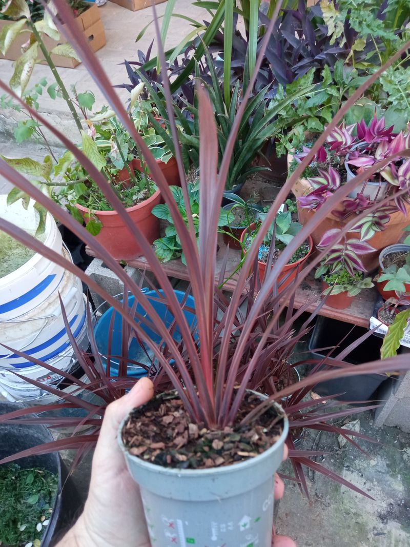 Cordyline Australis Red Star Planta 30 Cms_0