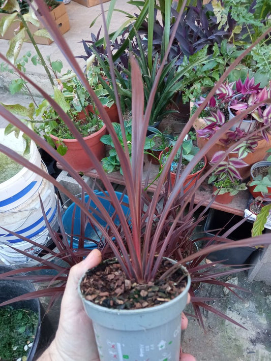 Cordyline Australis Red Star Planta 30 Cms_0