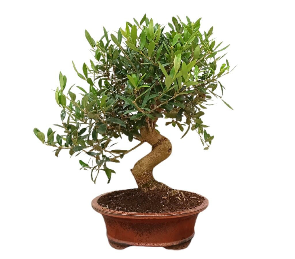 Bonsái Olivo 15 Años (olea Europaea)_1
