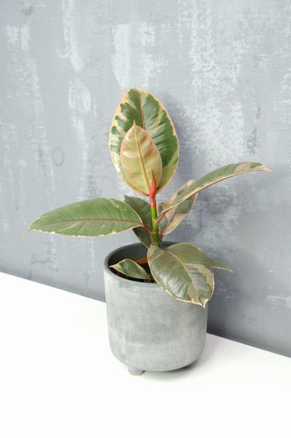 Arból Del Caucho - Ficus Elastica Belize_1