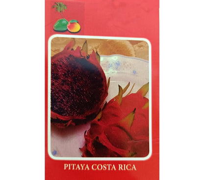 Pitaya Roja M17 150-175cm (fruta Del Dragón)_1