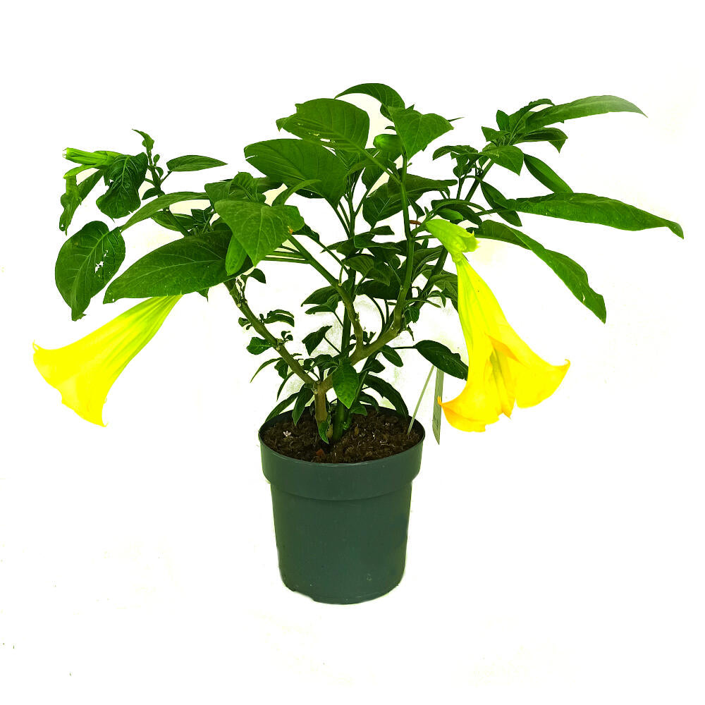 Datura M24 70cm (árbol De Las Trompetas)_0