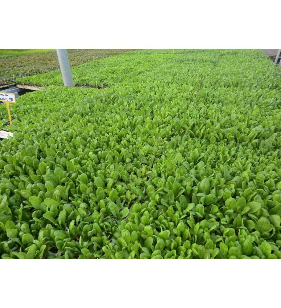 Plantón Acelgas (10 Unidades)_1