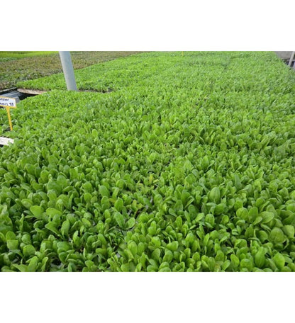 Plantón Acelgas (10 Unidades)_1