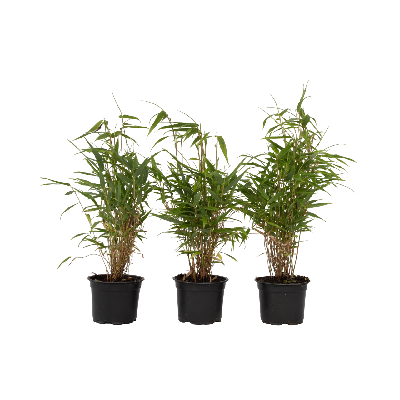 Bambú - 3 Pzs - Fargesia Rufa - Altura 25-40cm - ⌀13cm_0