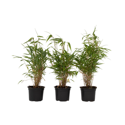 Bambú - 3 Pzs - Fargesia Rufa - Altura 25-40cm - ⌀13cm_0