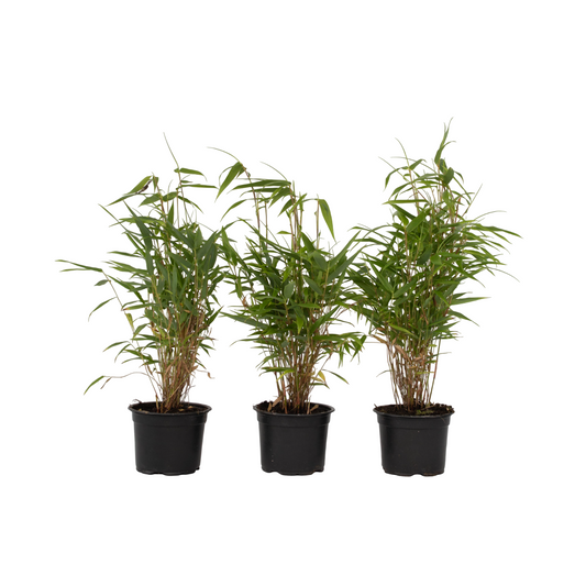 Bambú - 3 Pzs - Fargesia Rufa - Altura 25-40cm - ⌀13cm_0