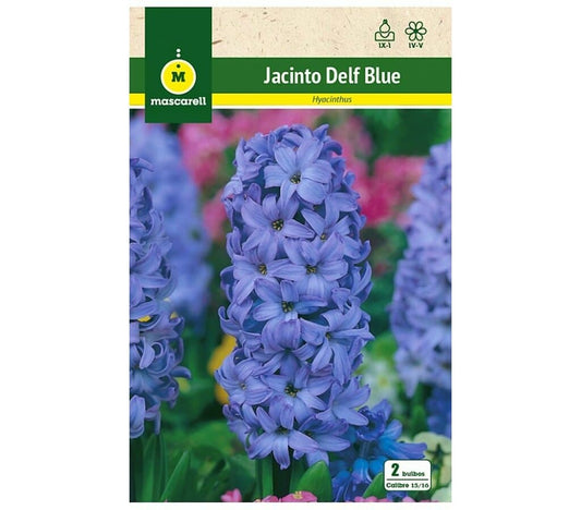 Bulbo Jacinto Delf Blue_0
