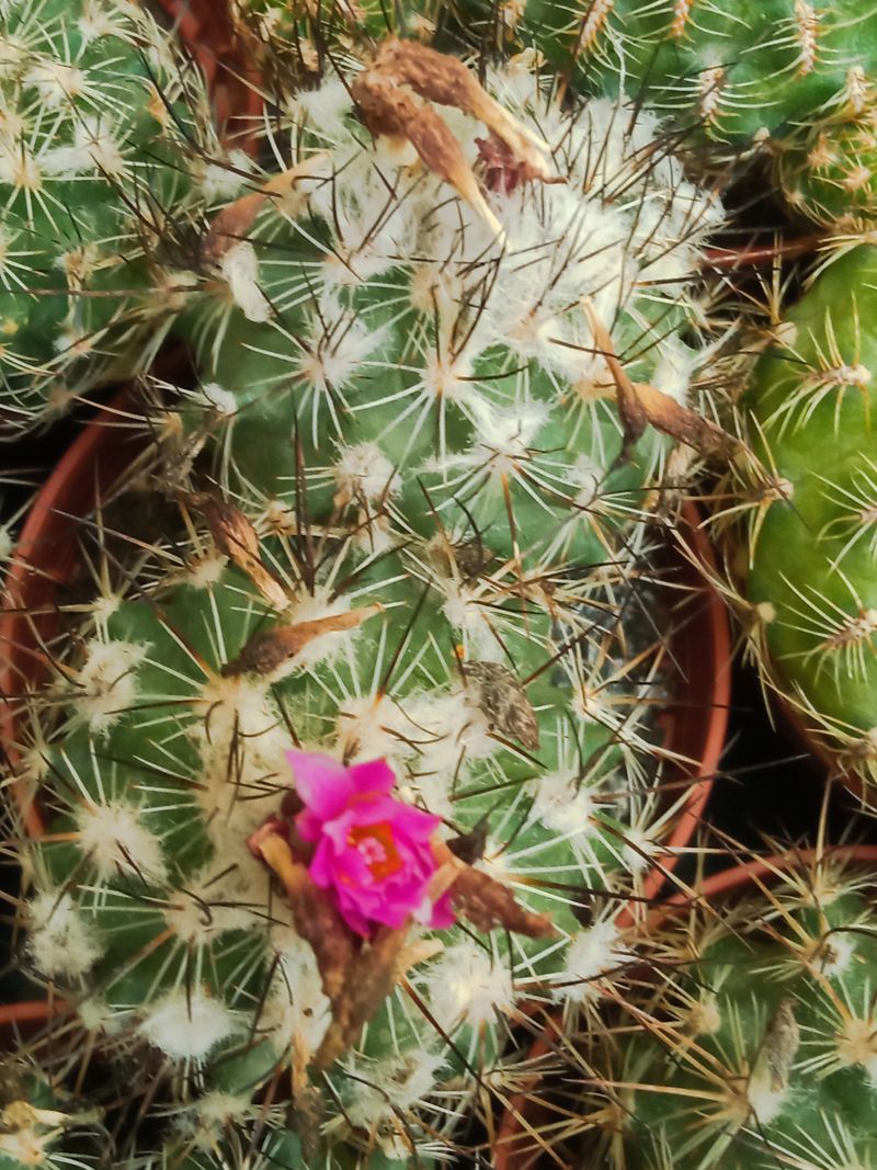 Suculentas Y Cactus Variedad #65 Planta Sin Id_0