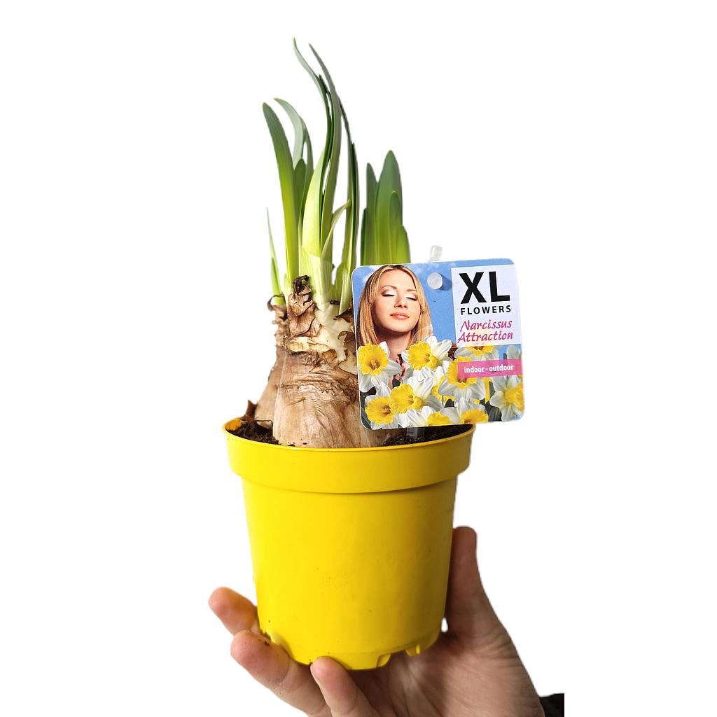 Narciso Attraction M12_0