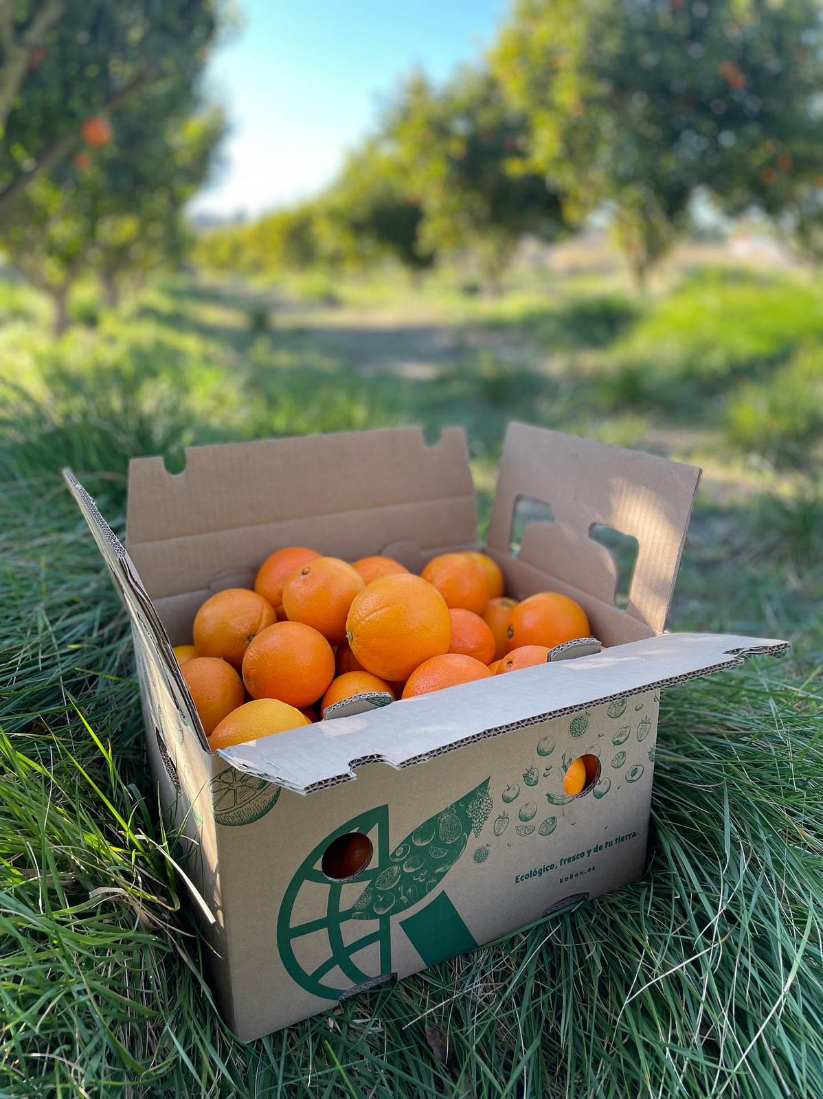 Naranjas Premium Variedad Valencia Late De La Huerta Valenciana Caja De 10 Kgs Recién Recogidas Del Campo A La Mesa En 24 Horas_2