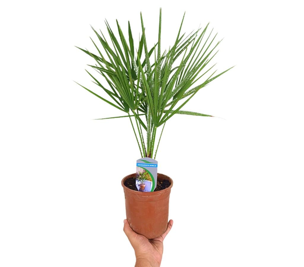 Chamaerops Humilis M14 30cm_0