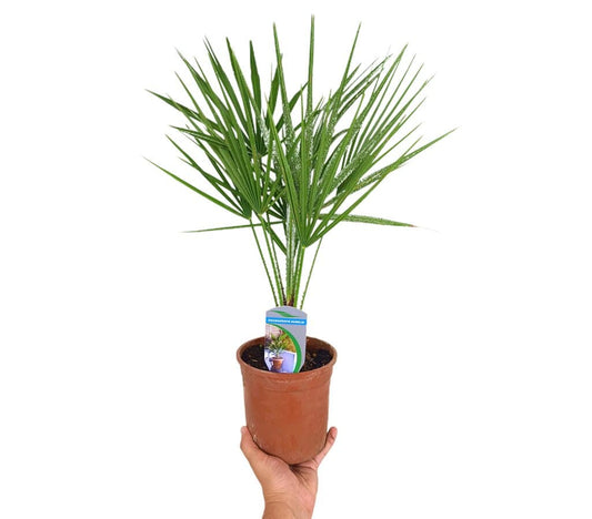 Chamaerops Humilis M14 30cm_0