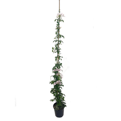 Bignonia Jasminoides M20 180cm_0