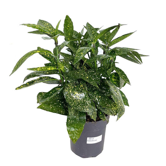 Aucuba Japonica M21 45cm_0