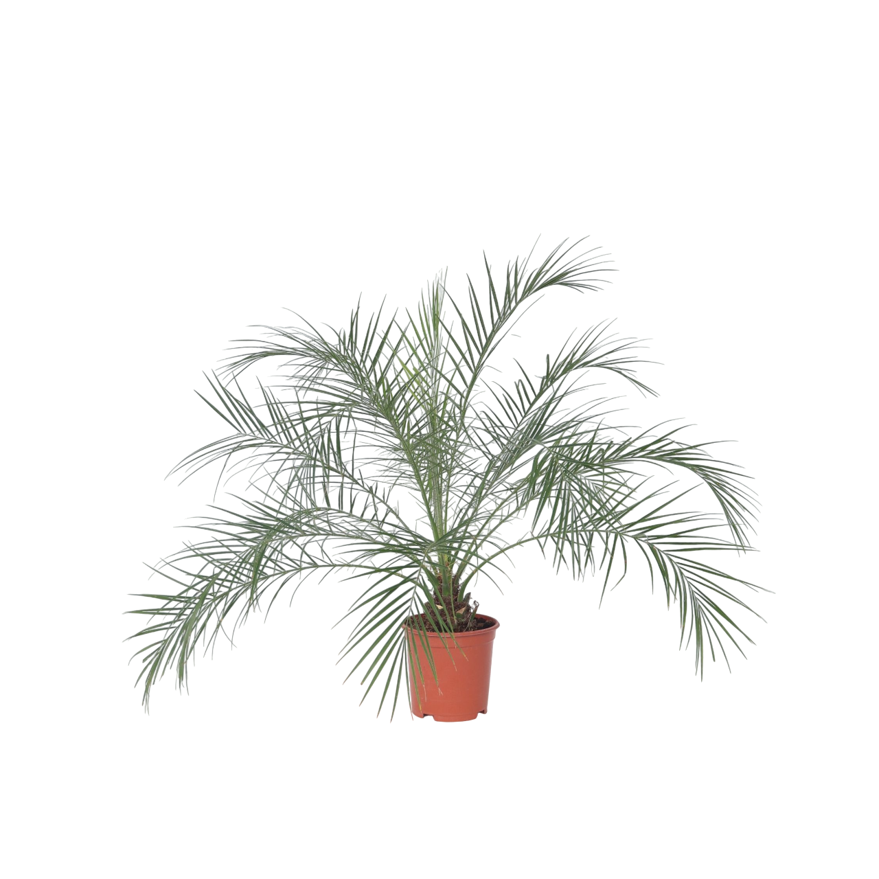 Palmera Enana - Phoenix Roebelenii - Altura 80-90cm - ⌀21cm_0