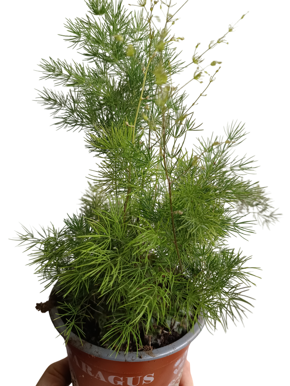 Aspargarus Umbellatus Planta Todoterreno Ø12-25 Cm_0