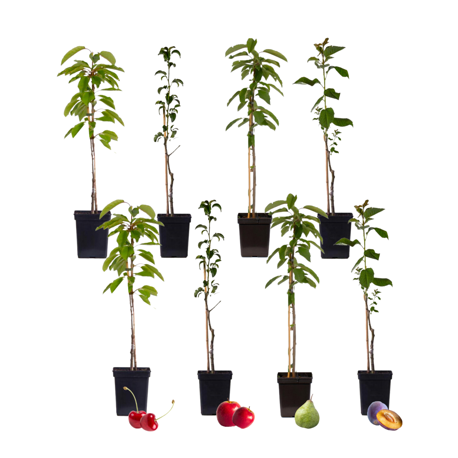 Mezcla De Árboles Frutales - 8 Pzs - Malus Pryus Prunus - A60-70cm - ⌀9cm_0