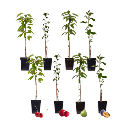 Mezcla De Árboles Frutales - 8 Pzs - Malus Pryus Prunus - A60-70cm - ⌀9cm_0
