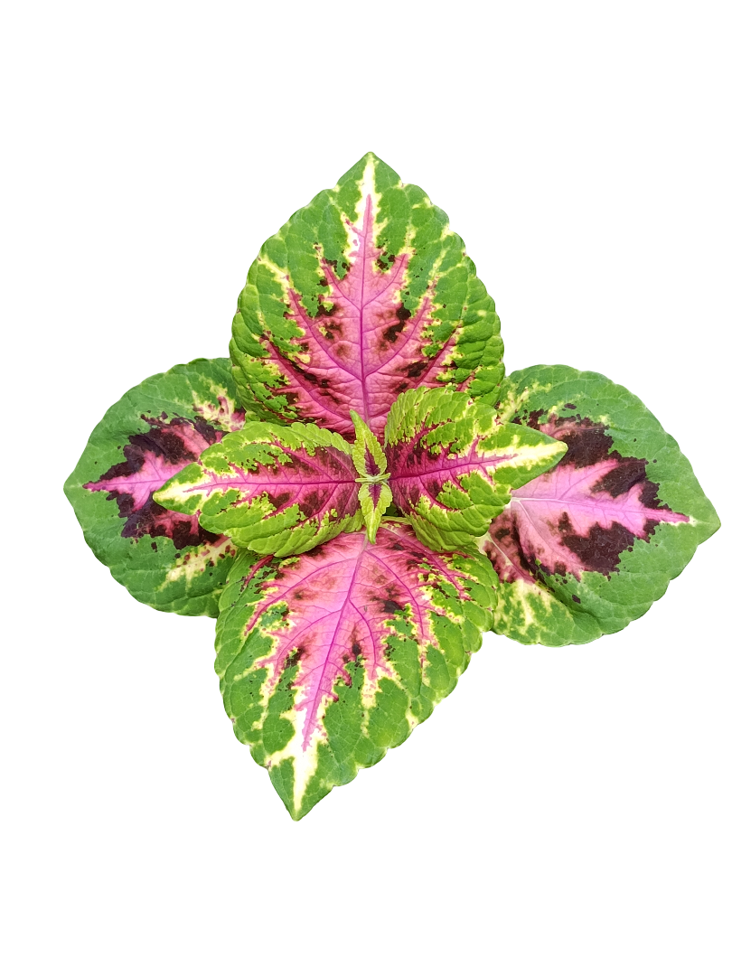 Coleo Wizard Rose Planta De Interior Con Hojas De Colores_0