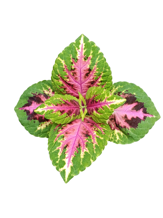 Coleo Wizard Rose Planta De Interior Con Hojas De Colores_0