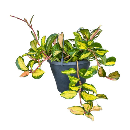 Hoya Carnosa Mix, La Planta De La Flor De Cera Colgante_0