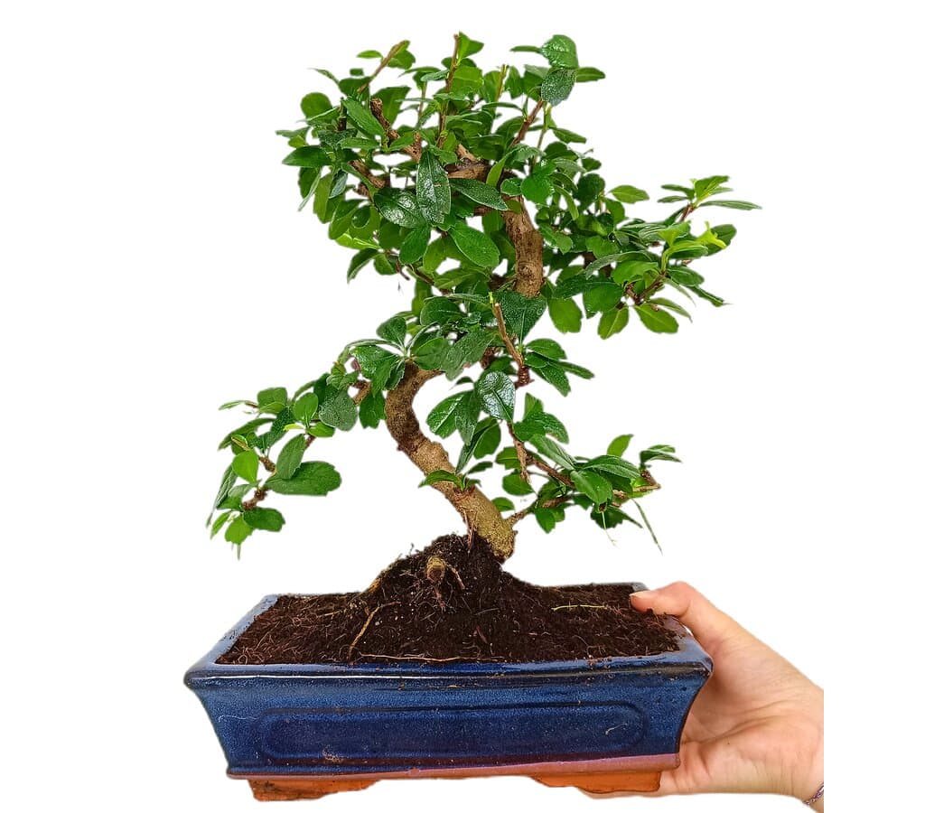 Bonsái Carmona Microphylla 10 Años (té De Filipinas)_1