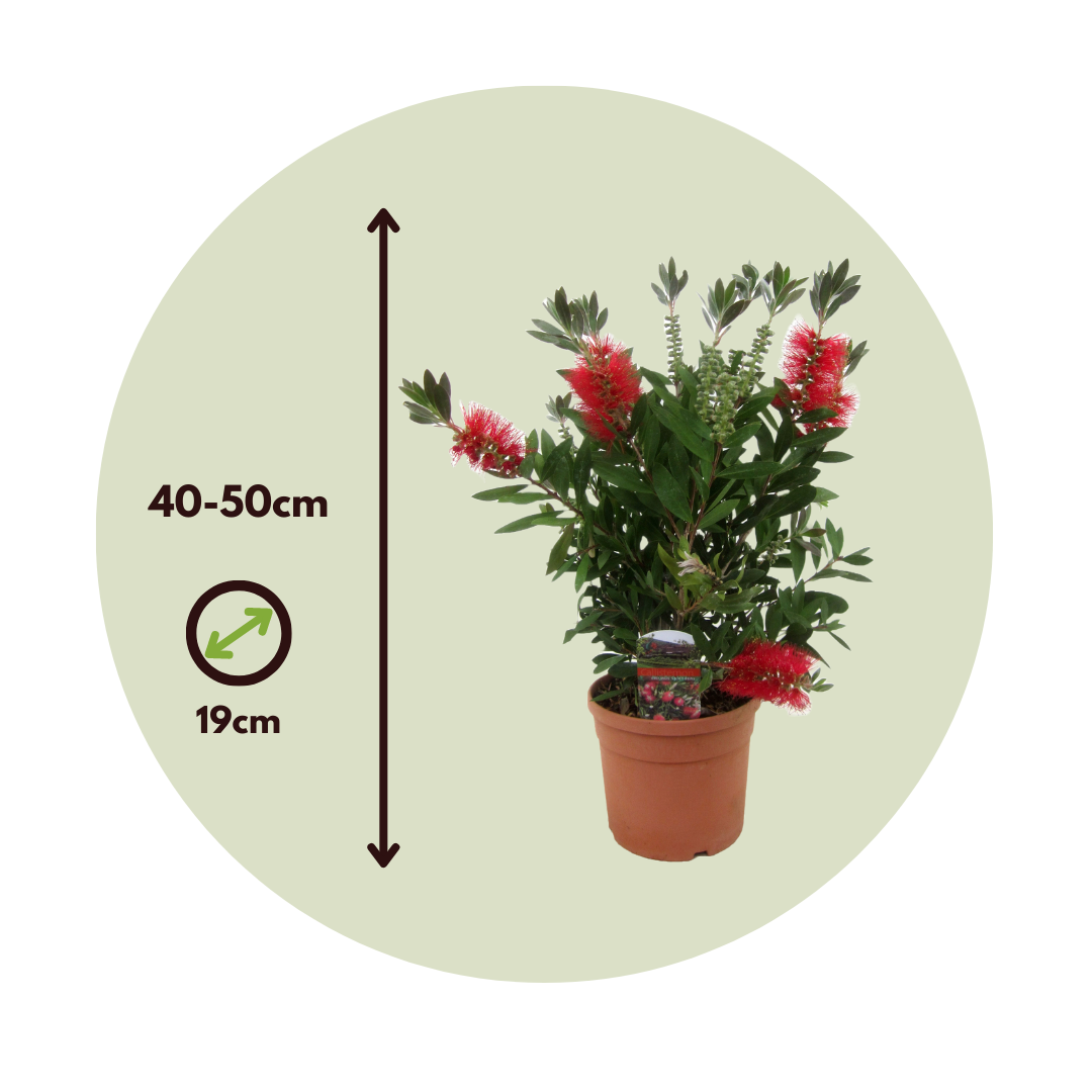 Limpiatubos - 2 Pzs - Callistemon Citrinus 'splendens' - Altura 40-50cm - ⌀19cm_2