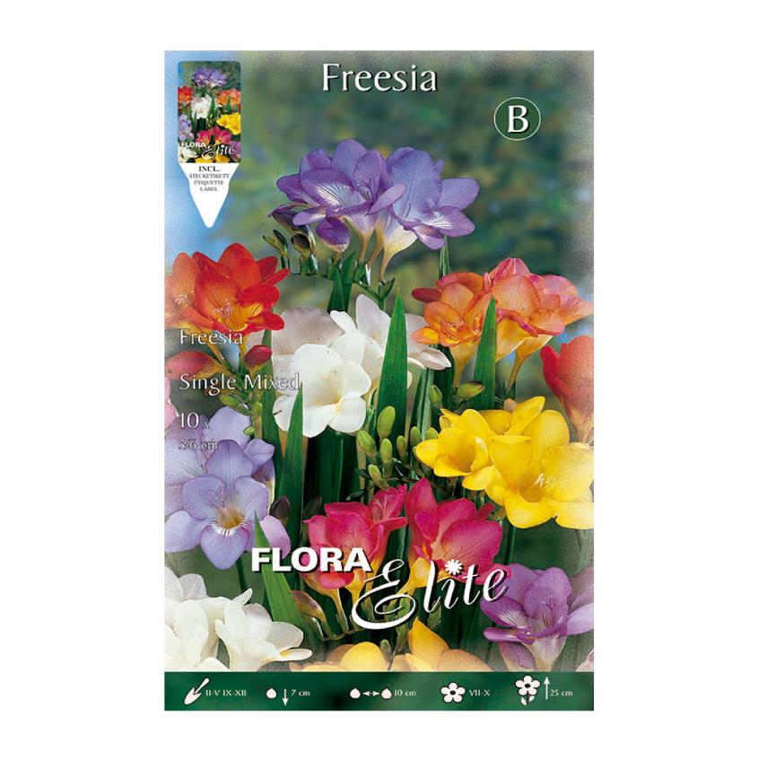 Elite 10 unidades Bolbos de frésia dupla mistura