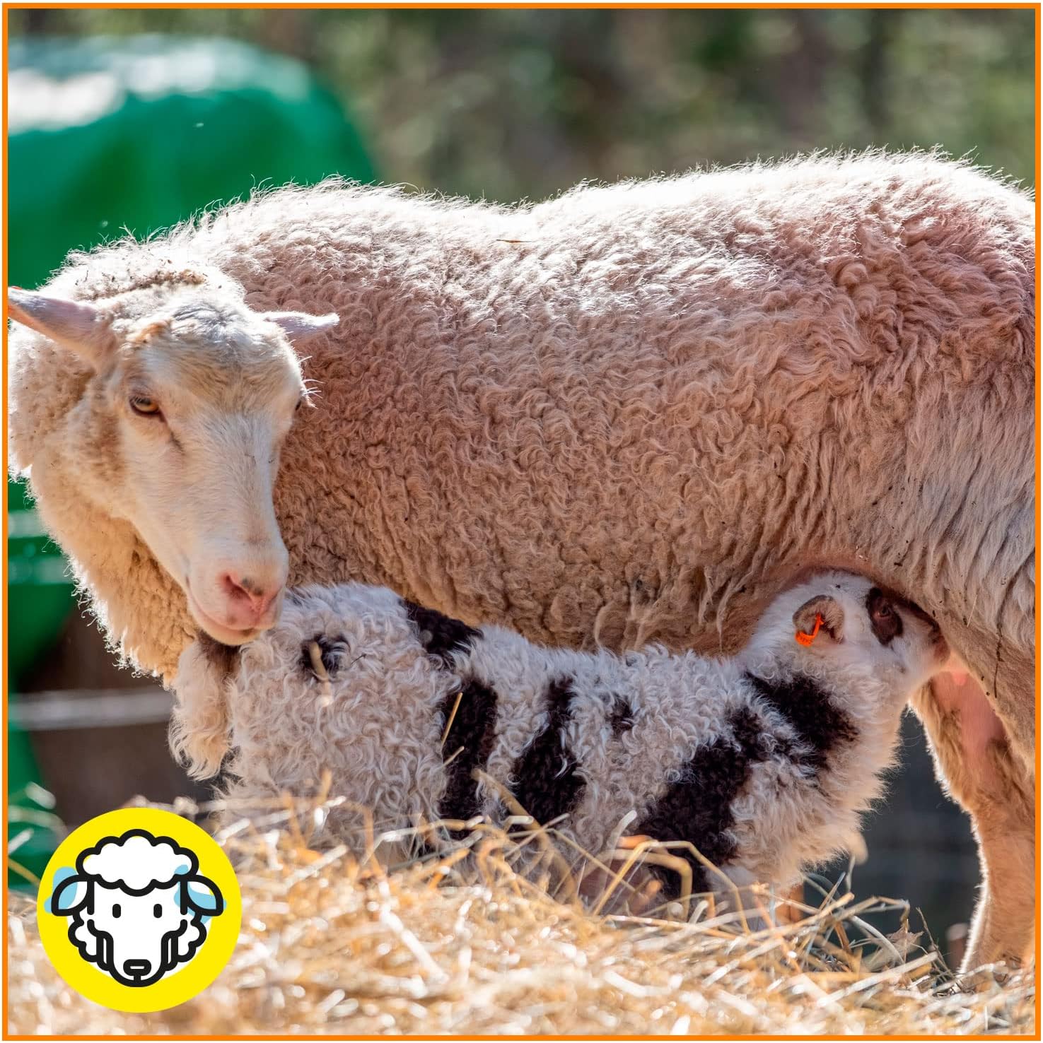 Pienso ECOLÓGICO para Ovejas Lecheras 20kg – Alimentación Natural y Equilibrada - Comida para Ovejas con Ingredientes_3