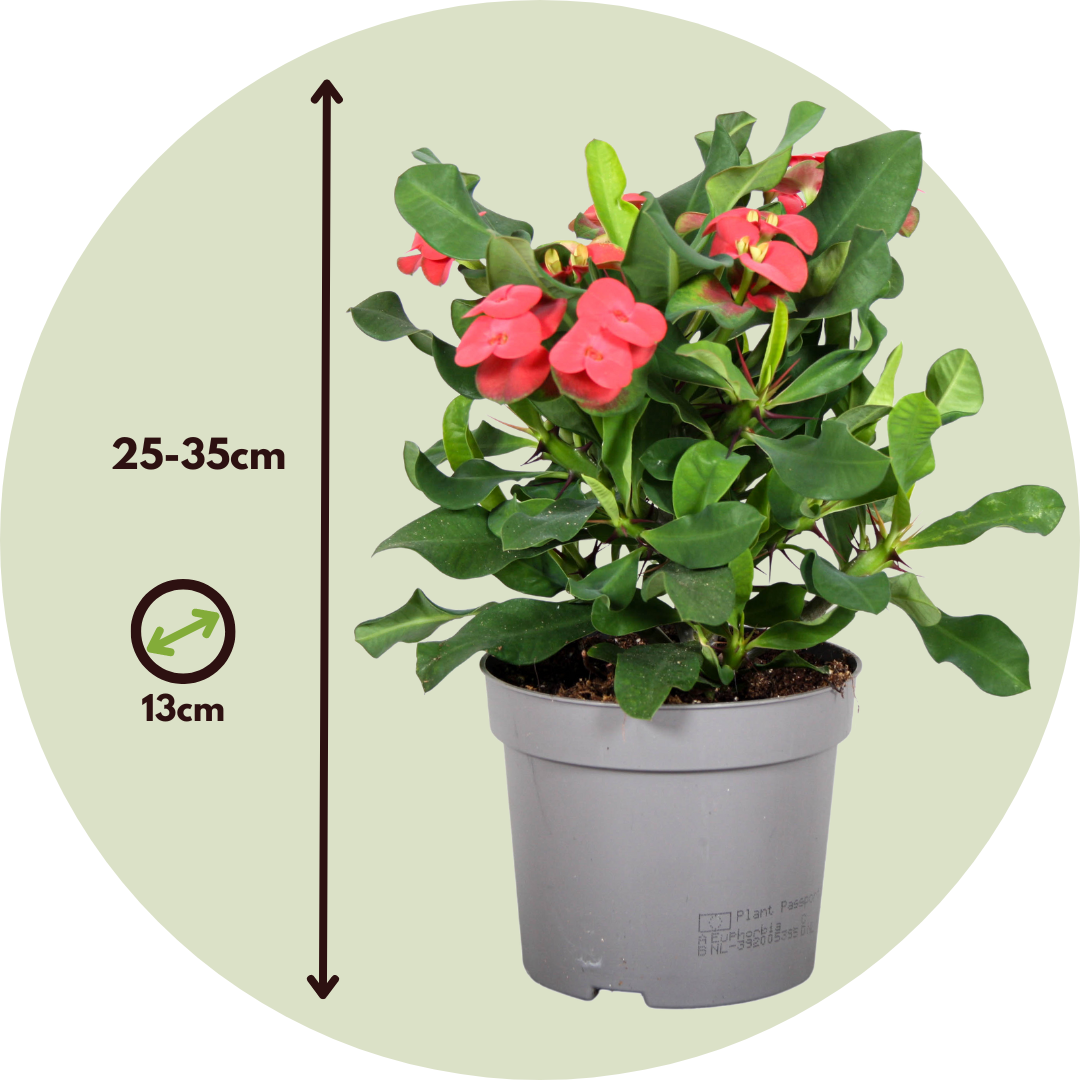 Espina De Cristo - Euphorbia 'milii' - Altura 25-35cm - ⌀13cm_2