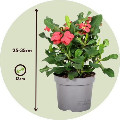 Espina De Cristo - 2 Pzs - Euphorbia 'milii' - Altura 25-35cm - ⌀13cm_2