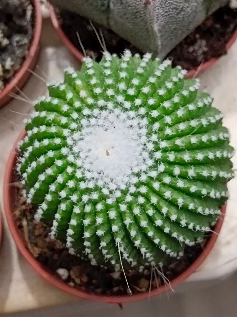 Mammillaria Spinosissima Un Pico Cactus Ø5_0