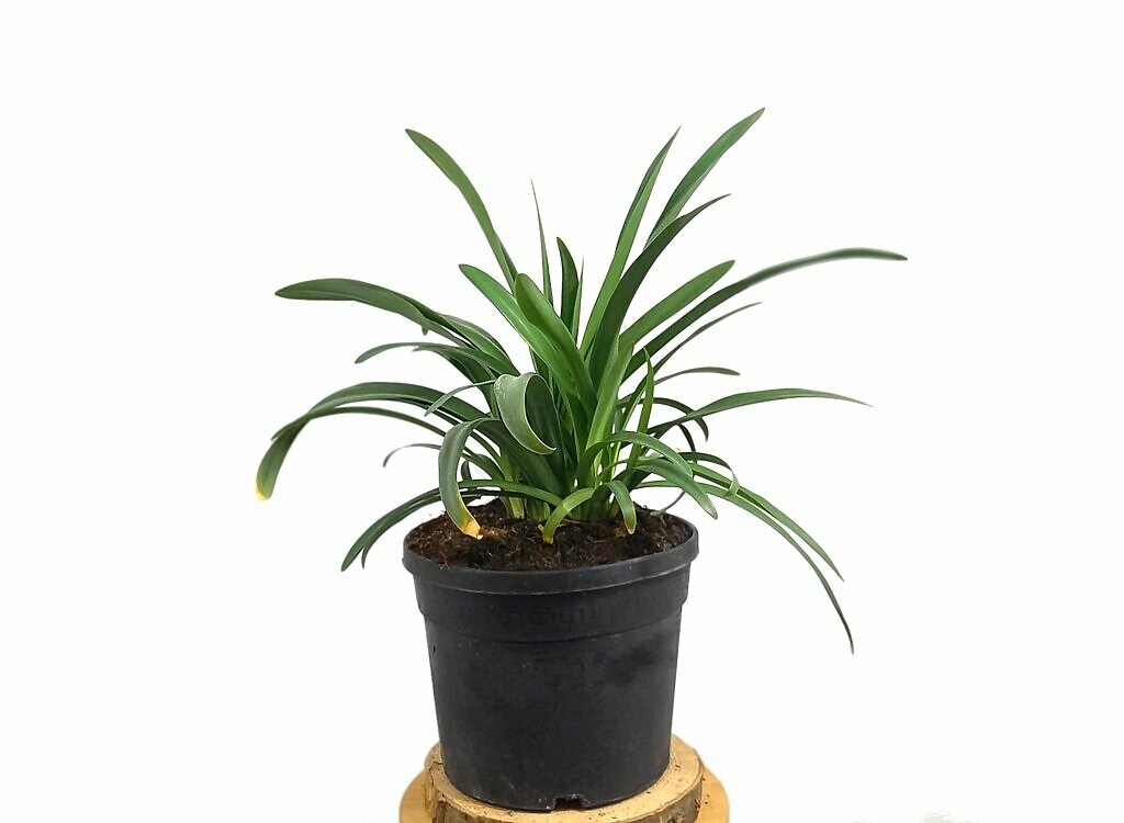 Agapanthus Africano Blanco M19 (lirio Africano)_0