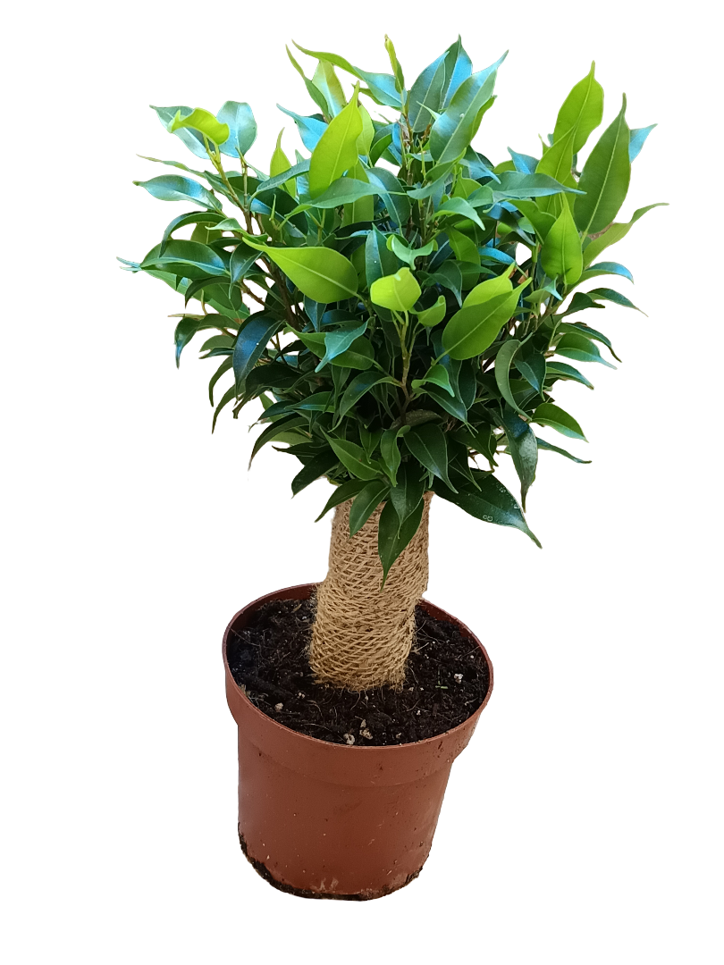 Ficus Benjamina Natasja Planta De Interior Ø12_0