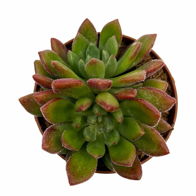 Echeveria Frida Kahlo Cactus Y Suculentas M8,5 cm Ø_1