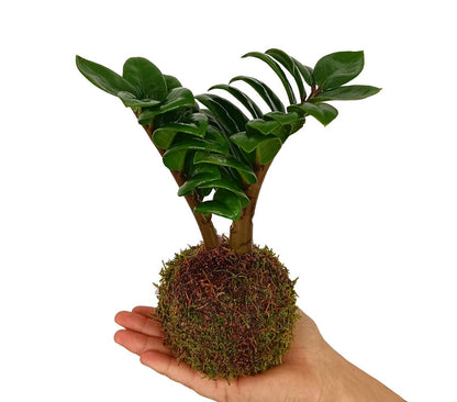 Kokedama Zamioculca Mini_0