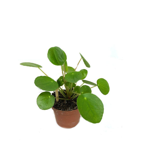 Pilea Peperomoides M8_0