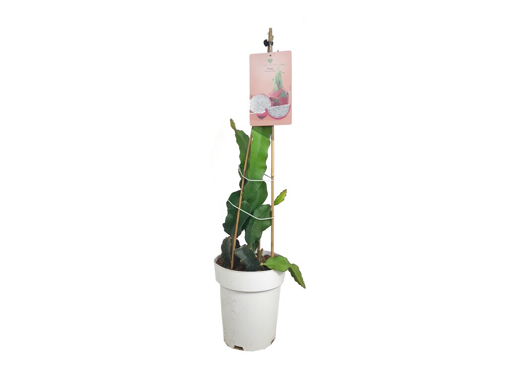 Pitaya Blanca M23 60-80cm_0
