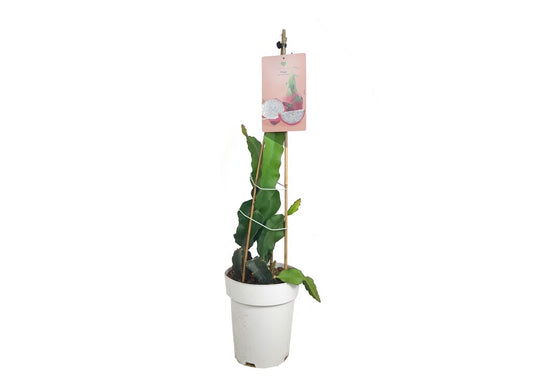 Pitaya Blanca M23 60-80cm_0