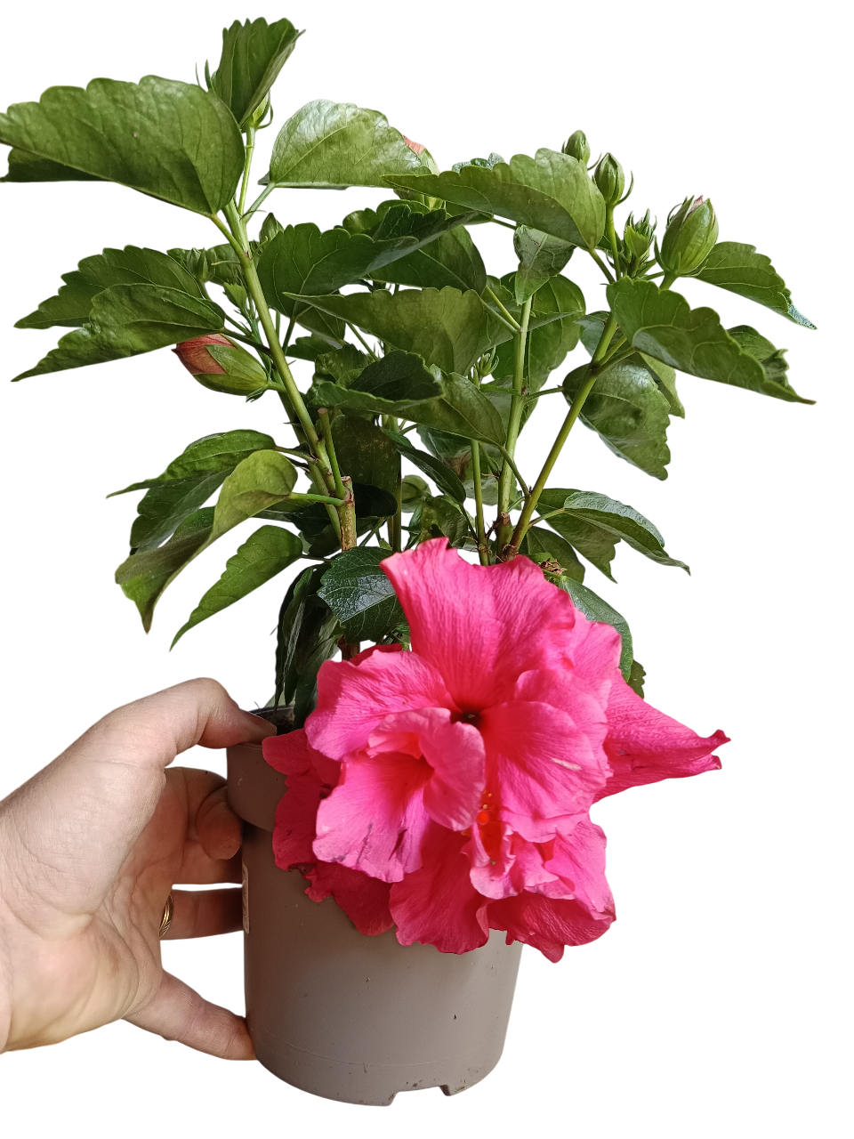 Hibiscus Arbustivo De Flor Surtida Ø14-40 Cm_0